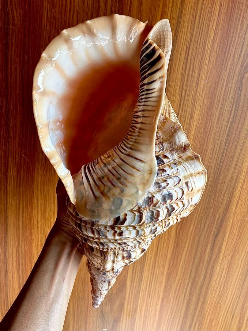 美品特大39.2cm 法螺貝 綺麗
