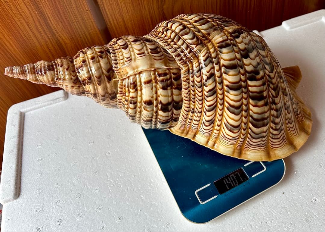 美品特大39.2cm 法螺貝 綺麗