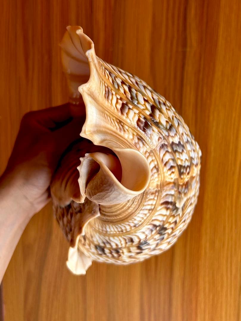 美品特大39.2cm 法螺貝 綺麗