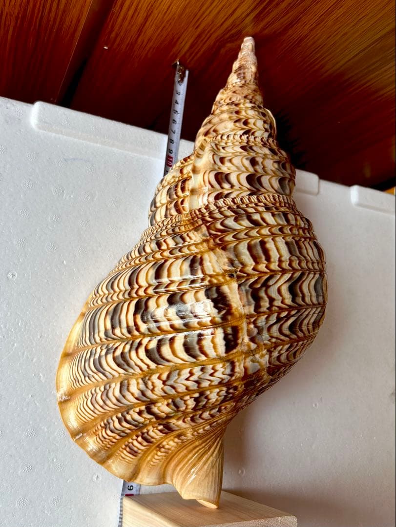 美品特大39.2cm 法螺貝 綺麗