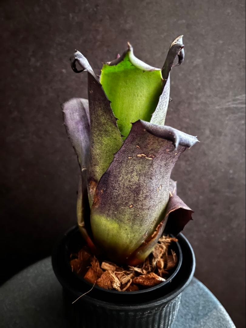 【特別選抜】Hohenbergia ホヘンベルギアレオポルドホルスティ No.7