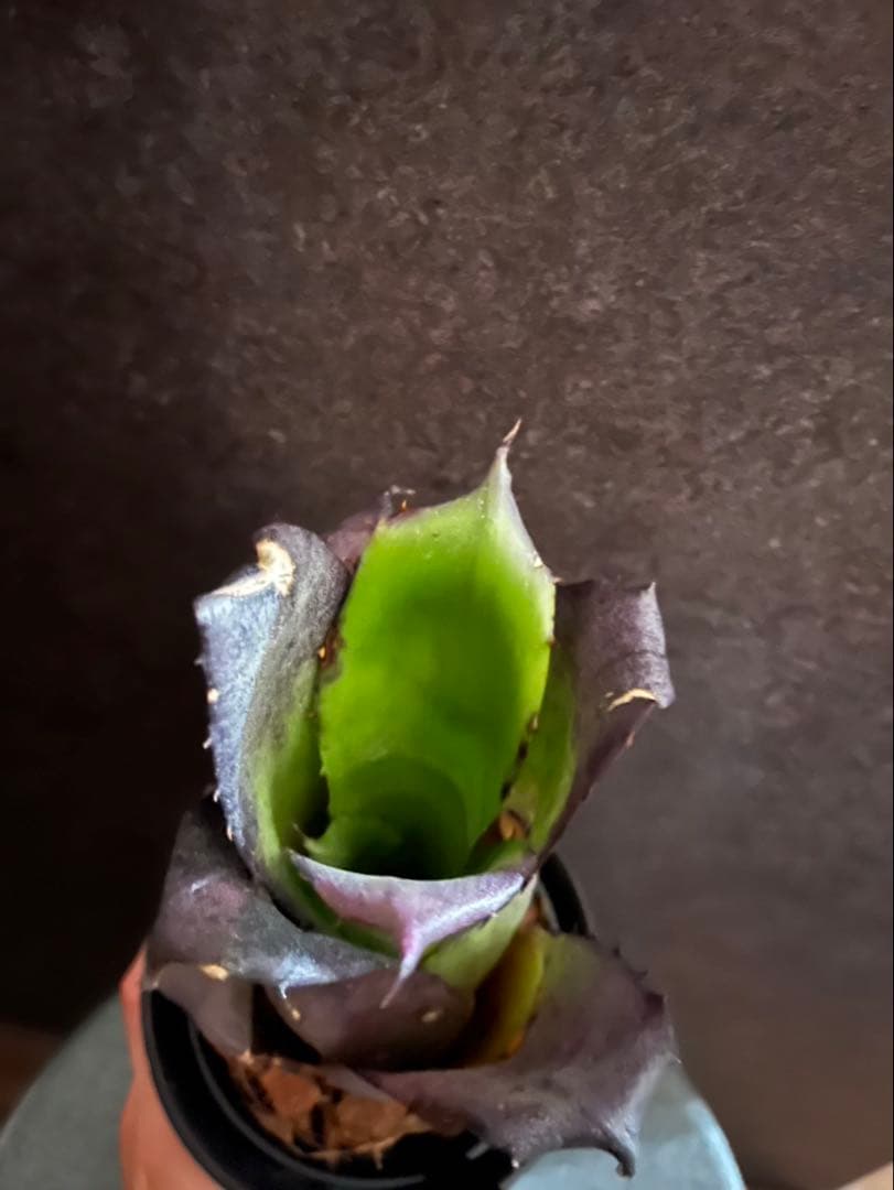 【特別選抜】Hohenbergia ホヘンベルギアレオポルドホルスティ No.7