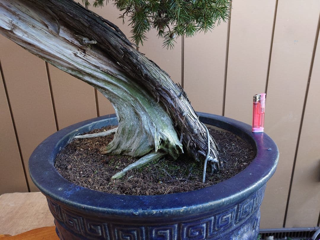 ※引取限定※　盆栽　山木　杜松