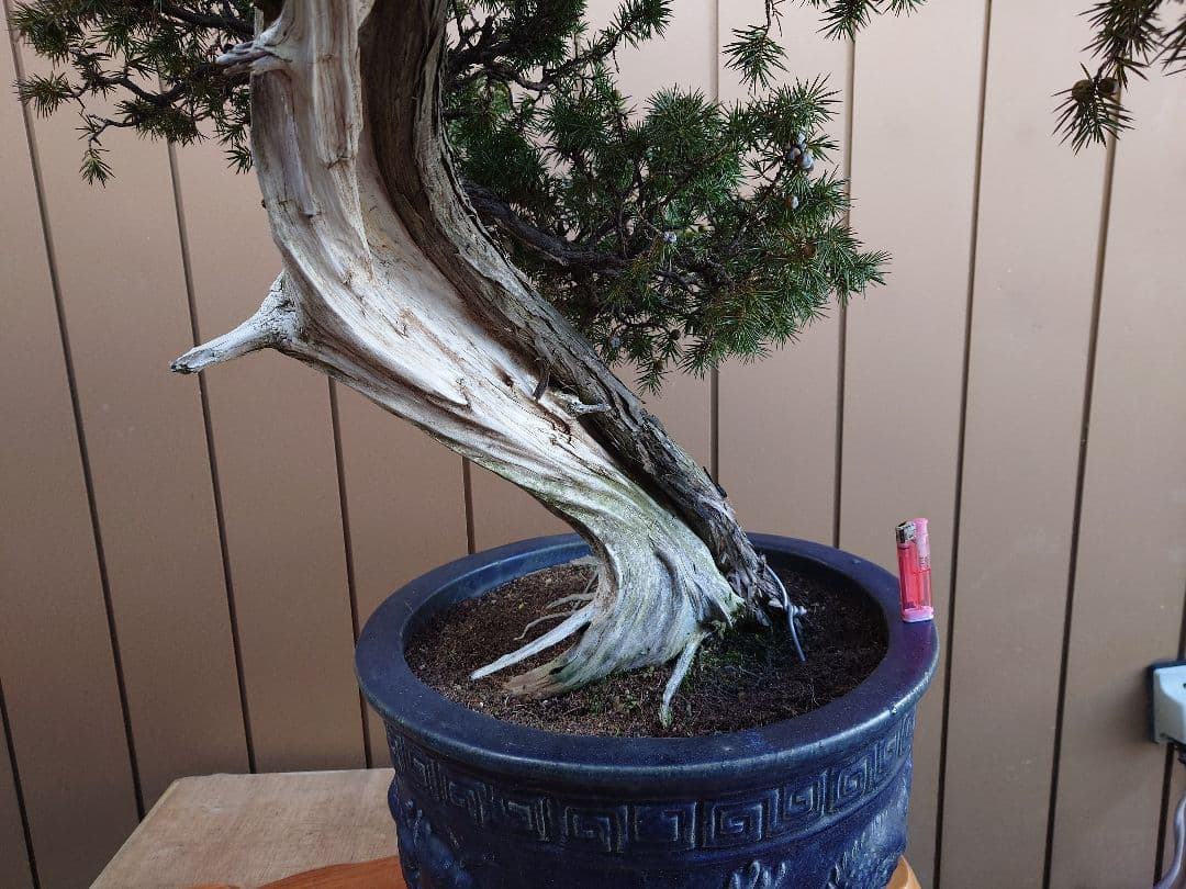※引取限定※　盆栽　山木　杜松