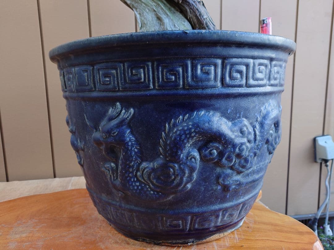 ※引取限定※　盆栽　山木　杜松