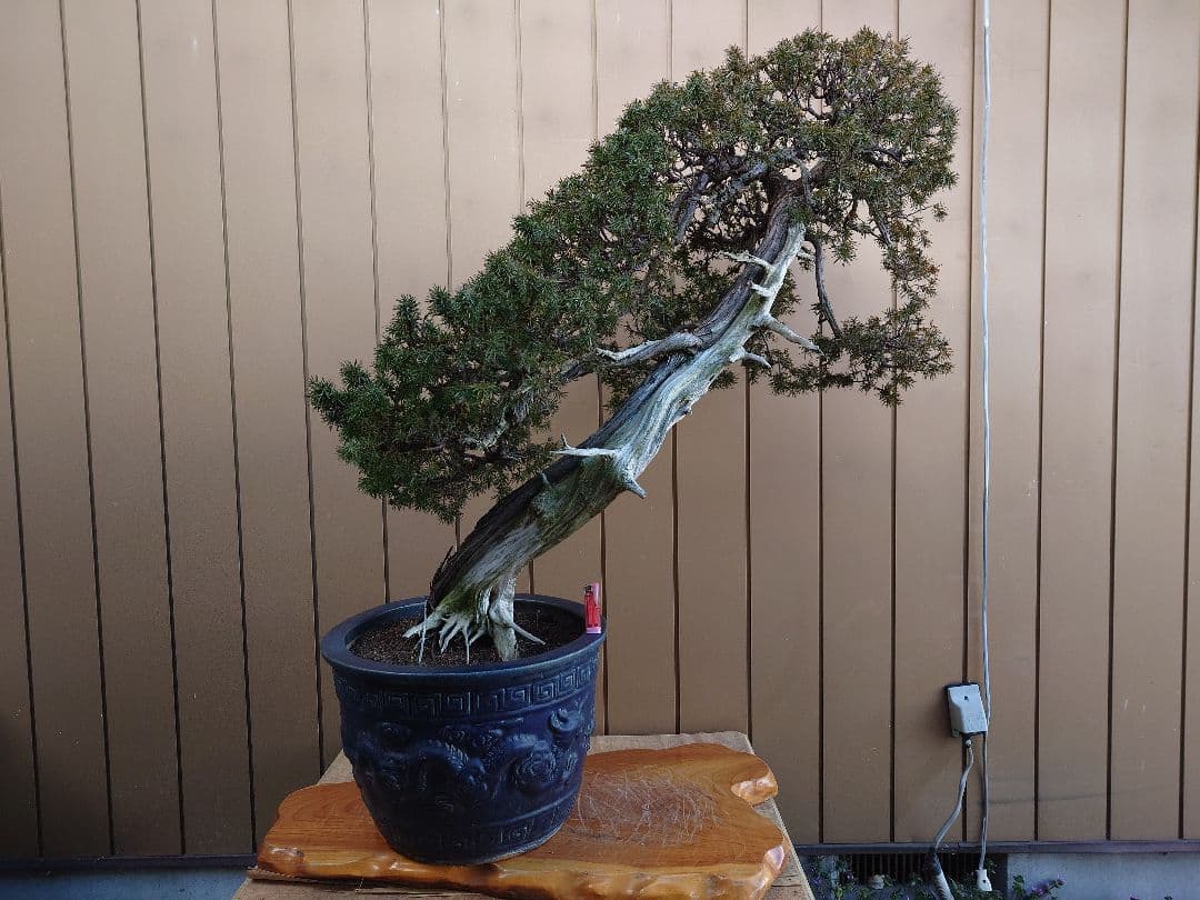 ※引取限定※　盆栽　山木　杜松