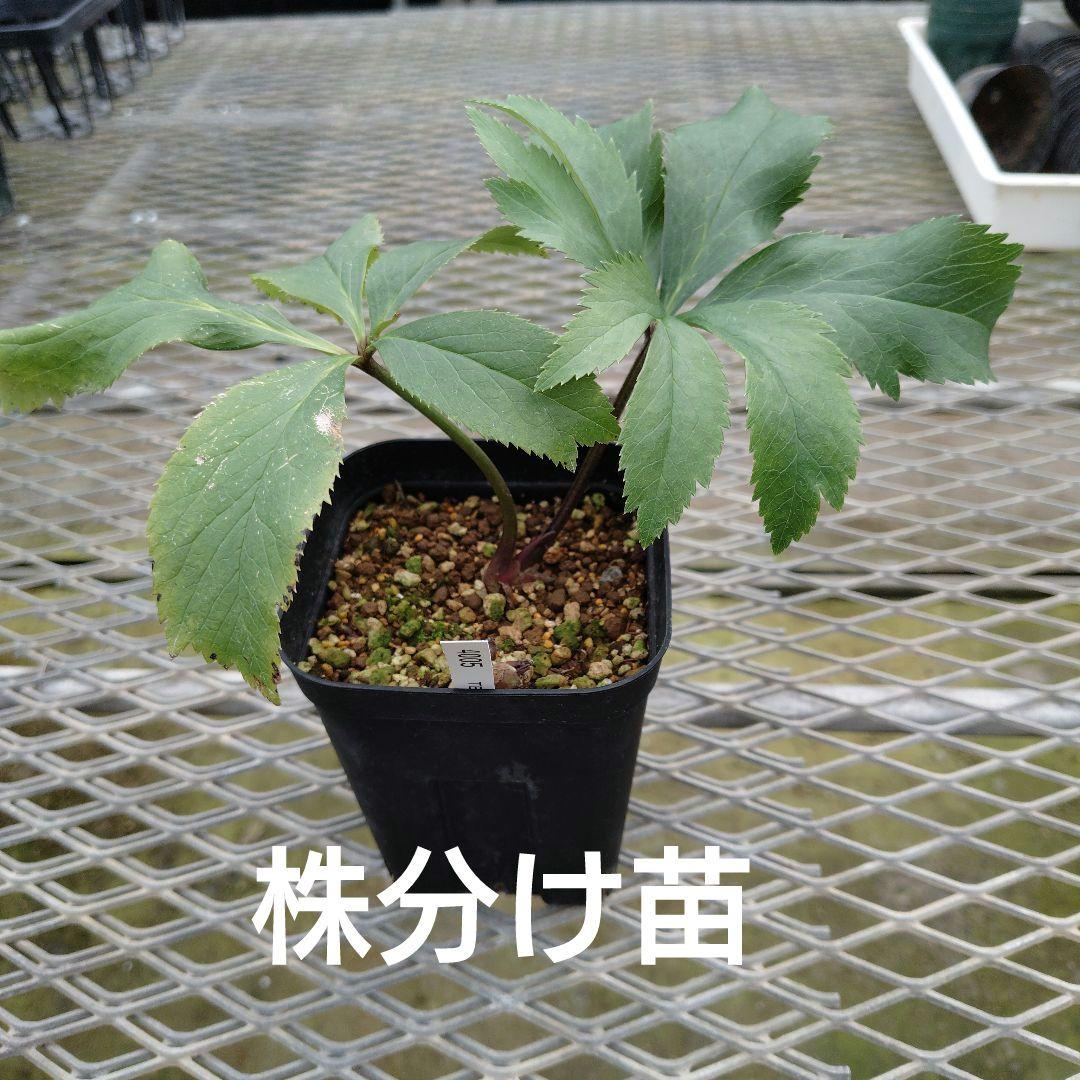 クリスマスローズ　チベタヌス交配株分け苗