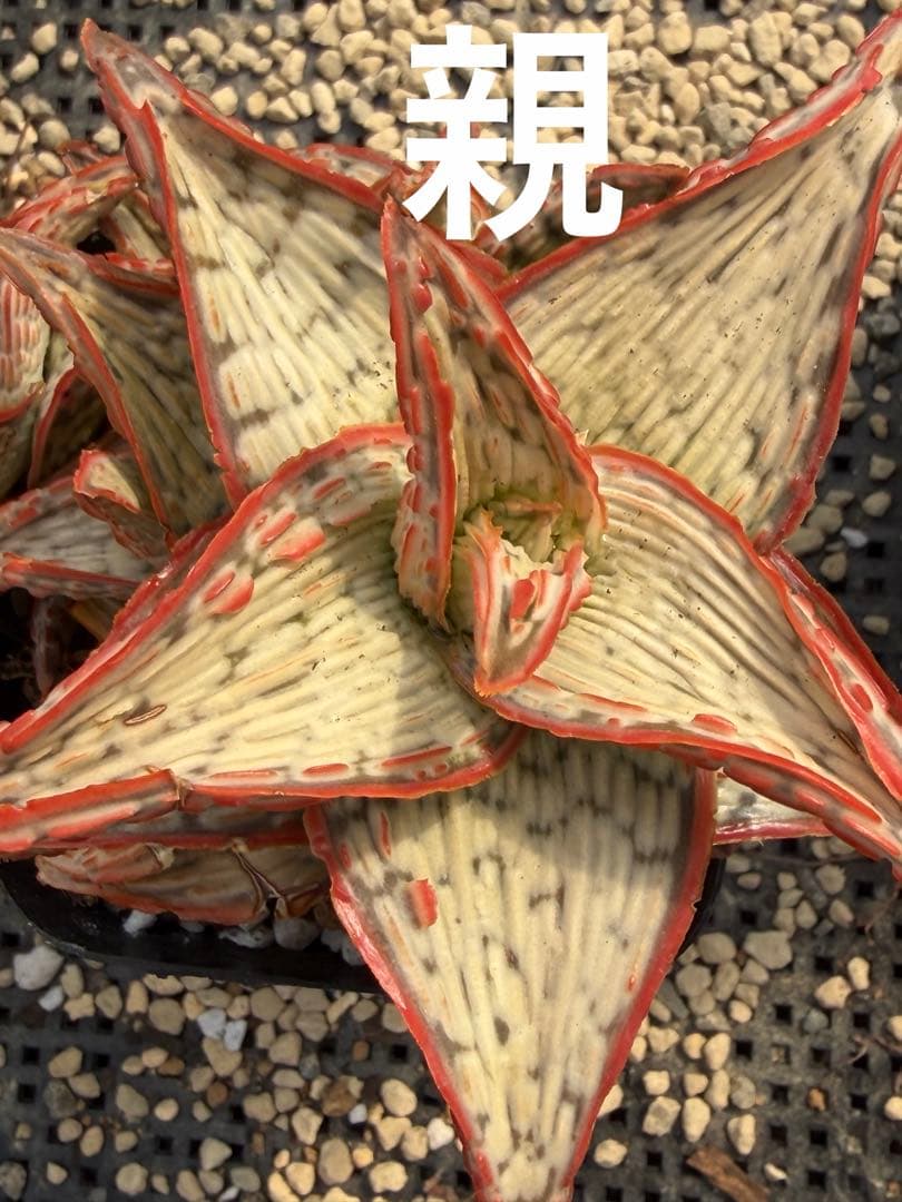 アロエ ハイブリッド 子株Aloe hybrid 第四種 Fe−42 - メルカリ