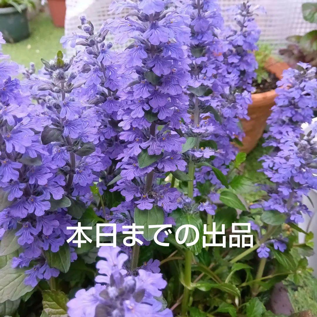 アジュガ 10苗 匿名配送ネコポス 9月29日までの出品 - メルカリ