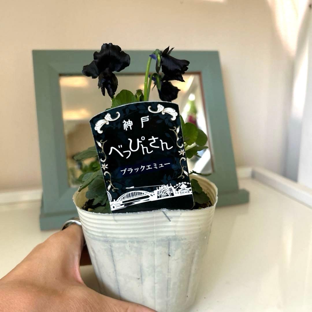ビオラ 神戸べっぴんさん 'ブラックエミュー' ポット苗《11/9》 - メルカリ