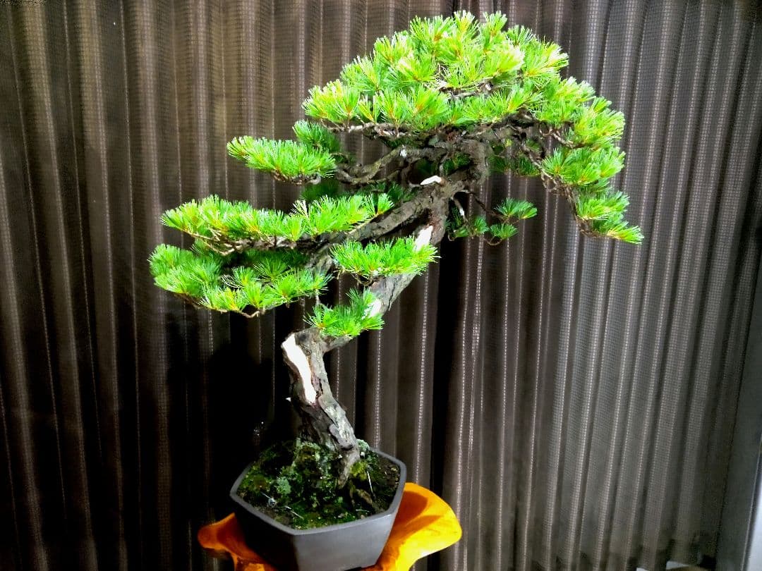 【大品　五葉松盆栽】真柏　　　　⭕KT【断捨離中】❗