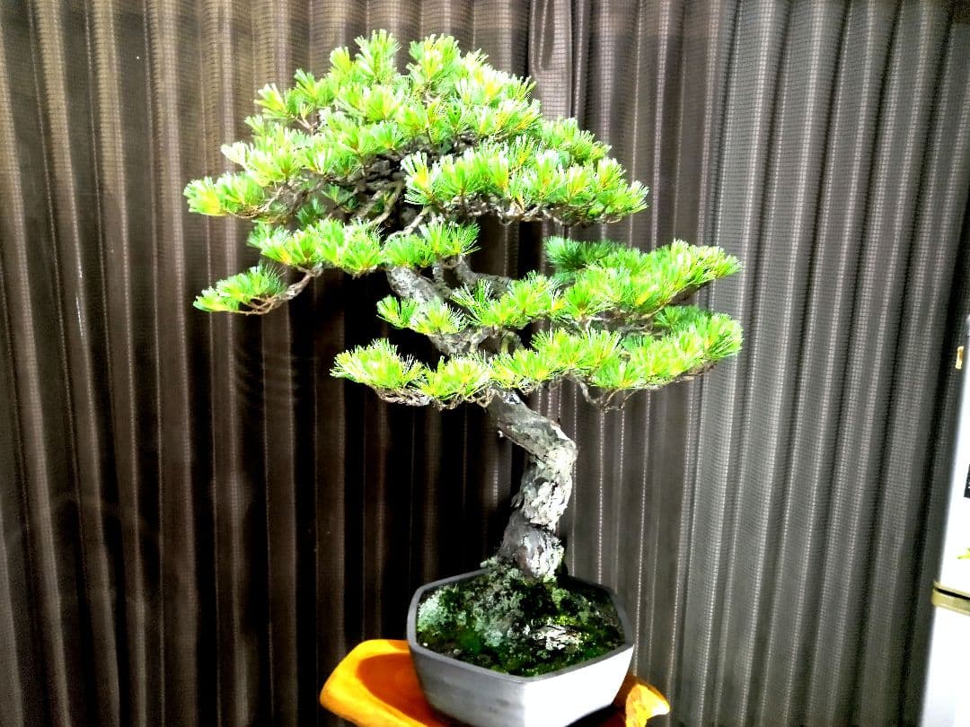 【大品　五葉松盆栽】真柏　　　　⭕KT【断捨離中】❗