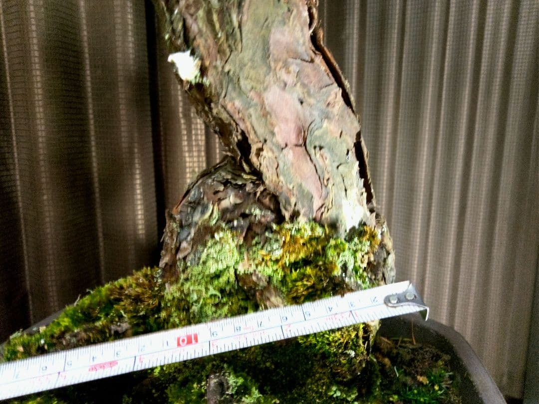 【大品　五葉松盆栽】真柏　　　　⭕KT【断捨離中】❗