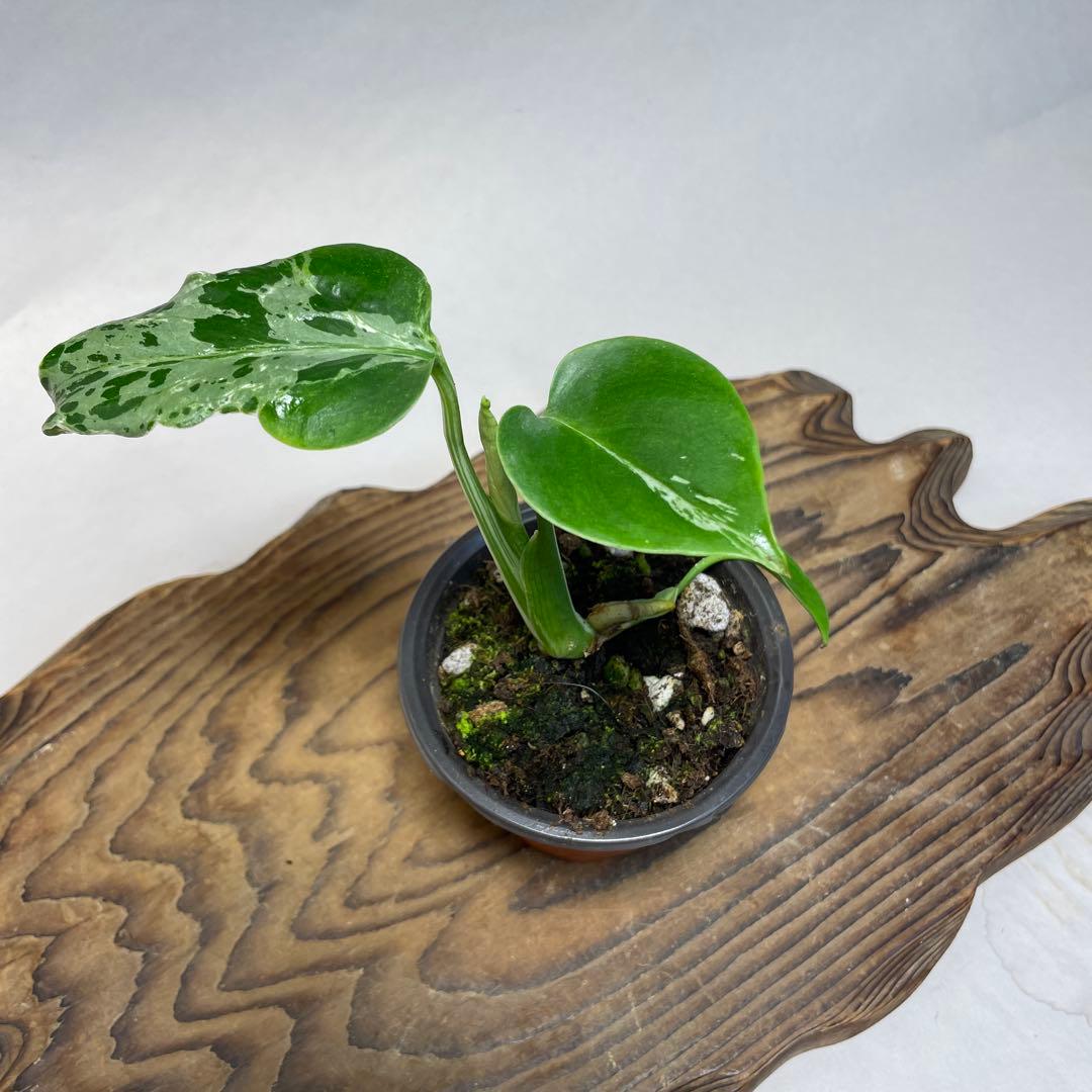 q18品種保証！斑入り保証！Bulbasaurモンステラ バルバソー フシギダネ