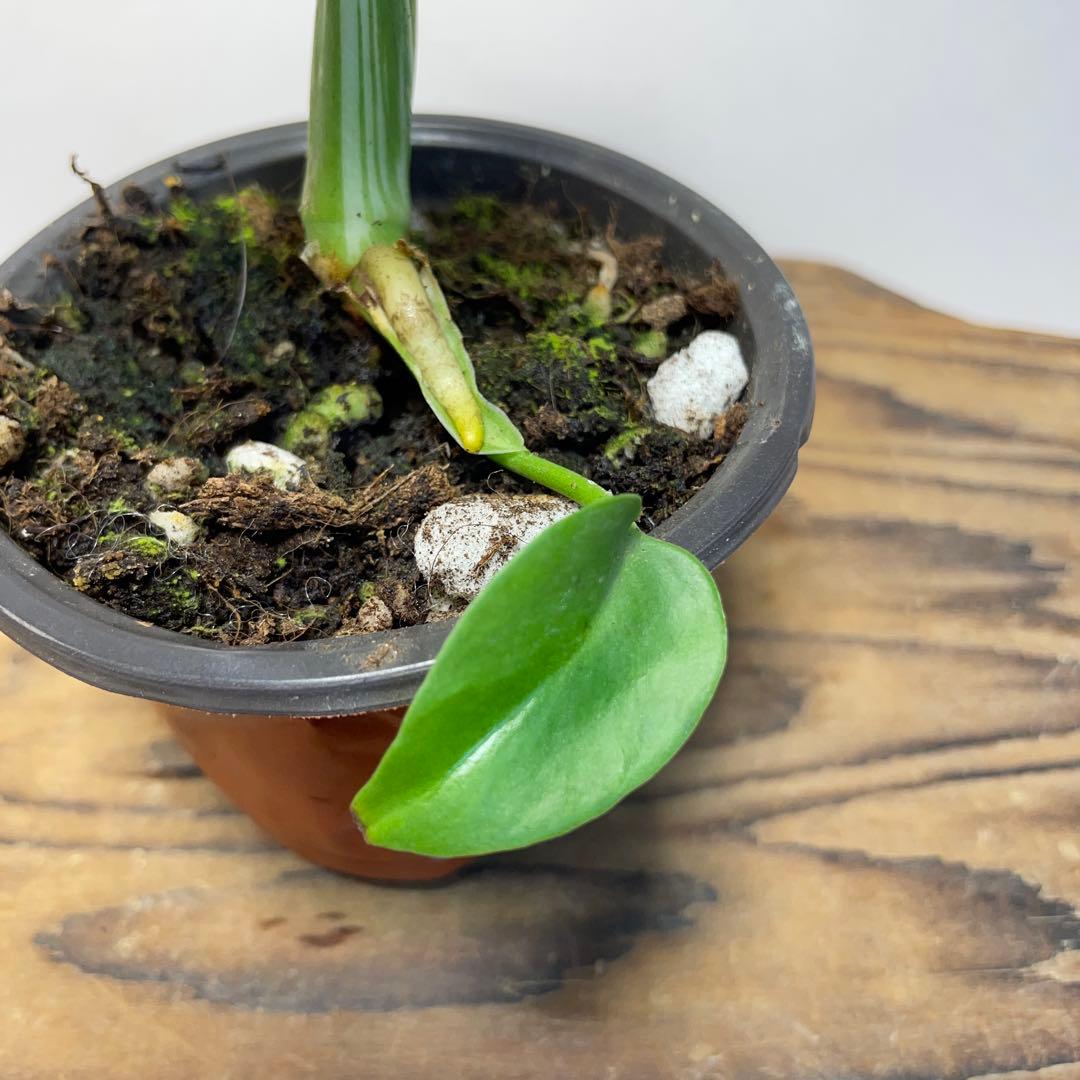 q18品種保証！斑入り保証！Bulbasaurモンステラ バルバソー フシギダネ