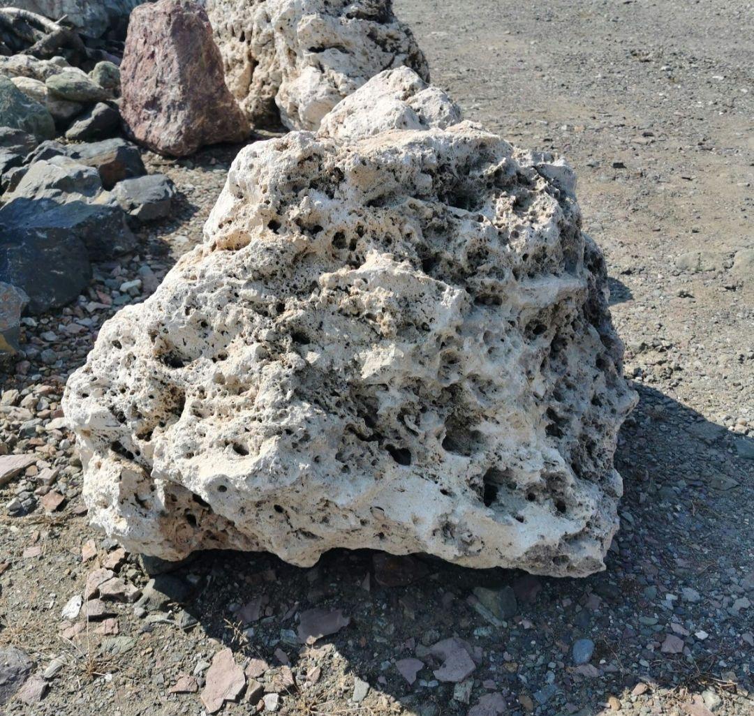 サンゴ石　170キロ　庭石　石　鑑賞石 石材　庭　ガーデニング　置物