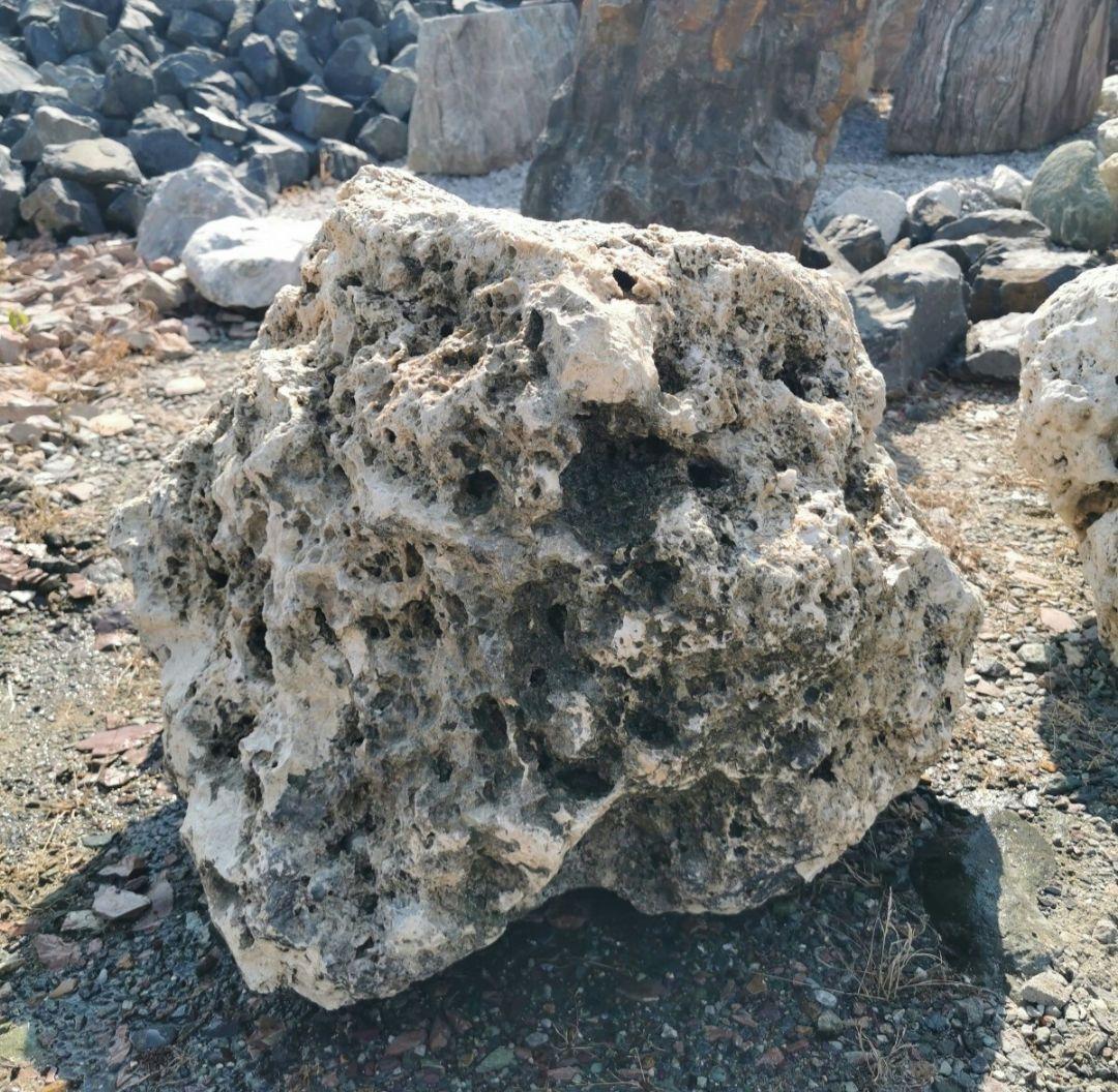 サンゴ石　170キロ　庭石　石　鑑賞石 石材　庭　ガーデニング　置物