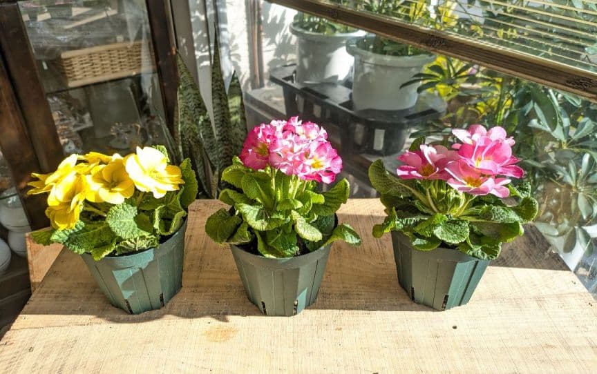 ❀さくらもち様❀