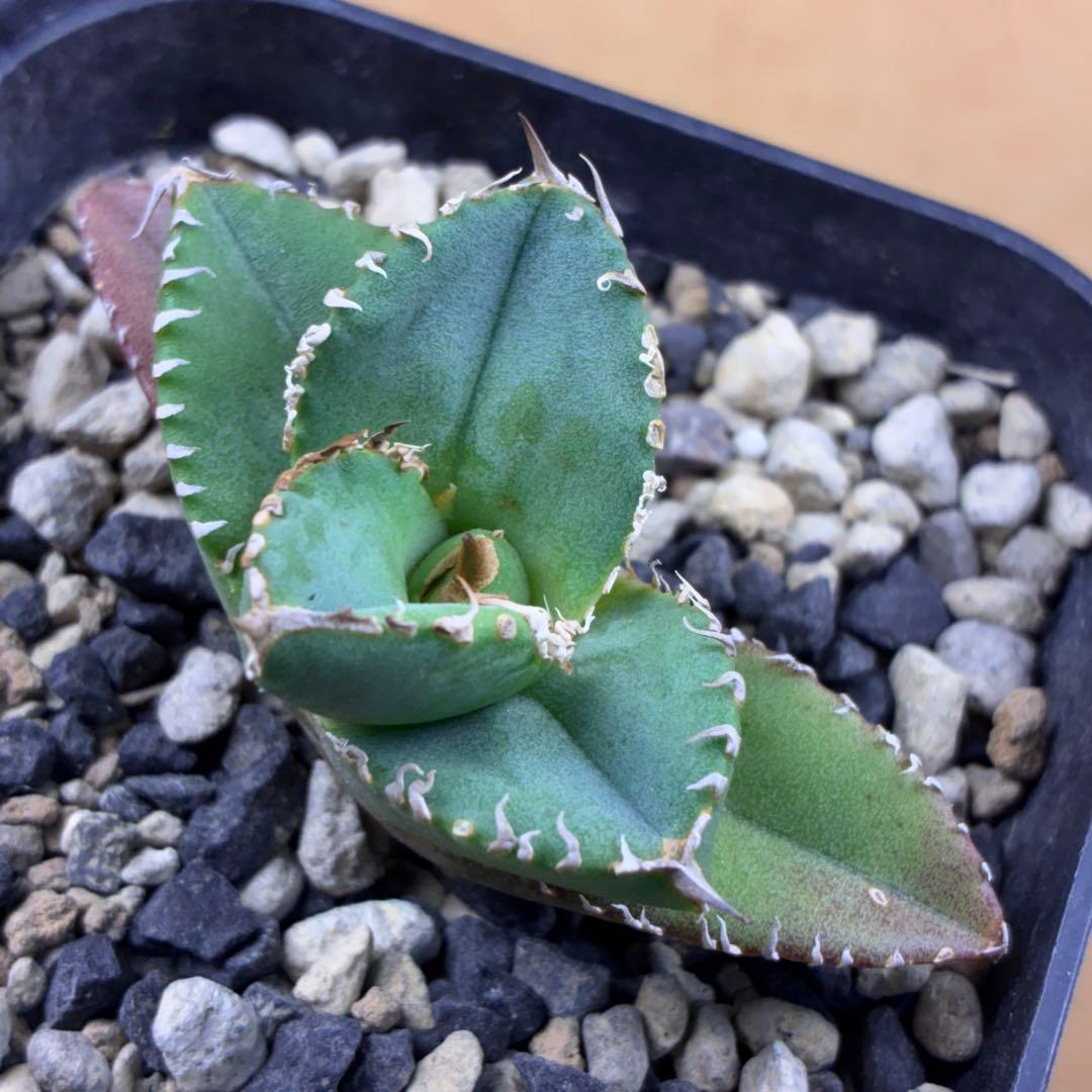 と*ー様 アガベ チタノタ 白虎 ホワイトタイガー 子株 魔獄級強棘 青粉