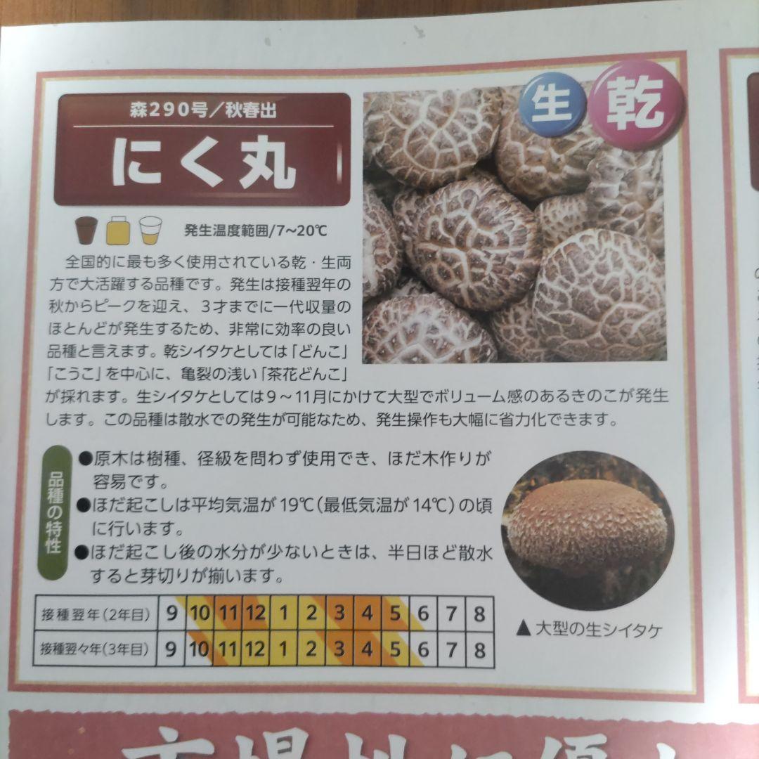 原木椎茸栽培 クヌギ 種菌打込み済 ホダ木 ベランダ DIY 家庭菜園