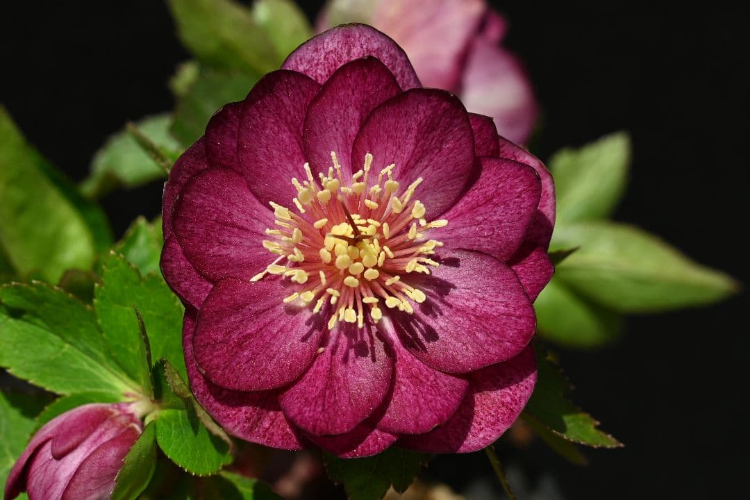 クリスマスローズ 認定！グロッシー ゴールド レッドタイプ 加藤農園