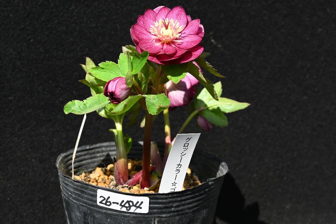 クリスマスローズ 認定！グロッシー ゴールド レッドタイプ 加藤農園