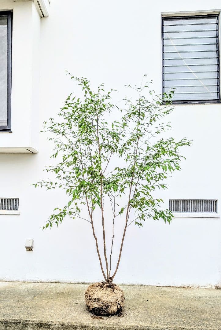 極美。山採りハイノキ。