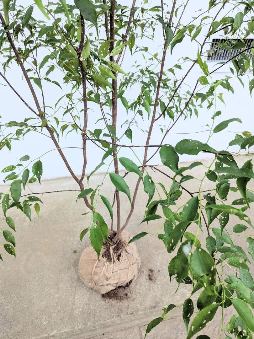 極美。山採りハイノキ。