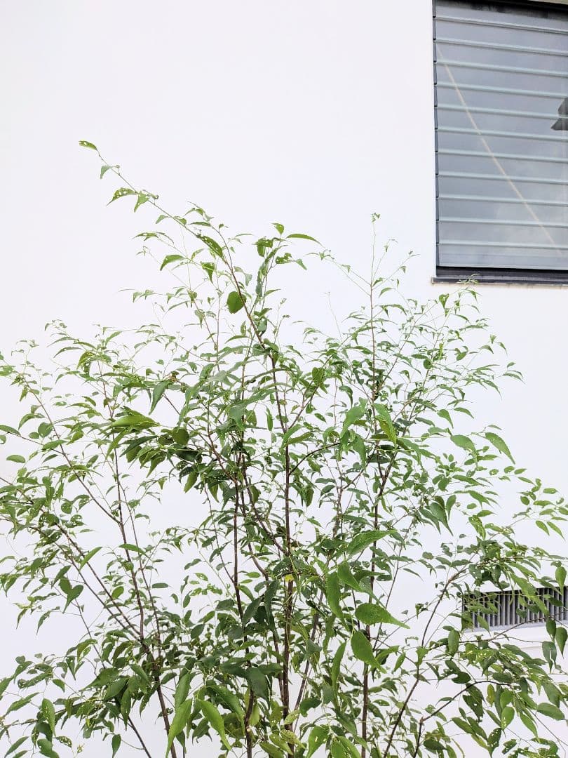 極美。山採りハイノキ。