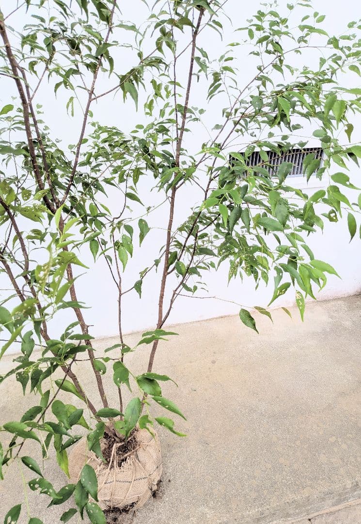 極美。山採りハイノキ。