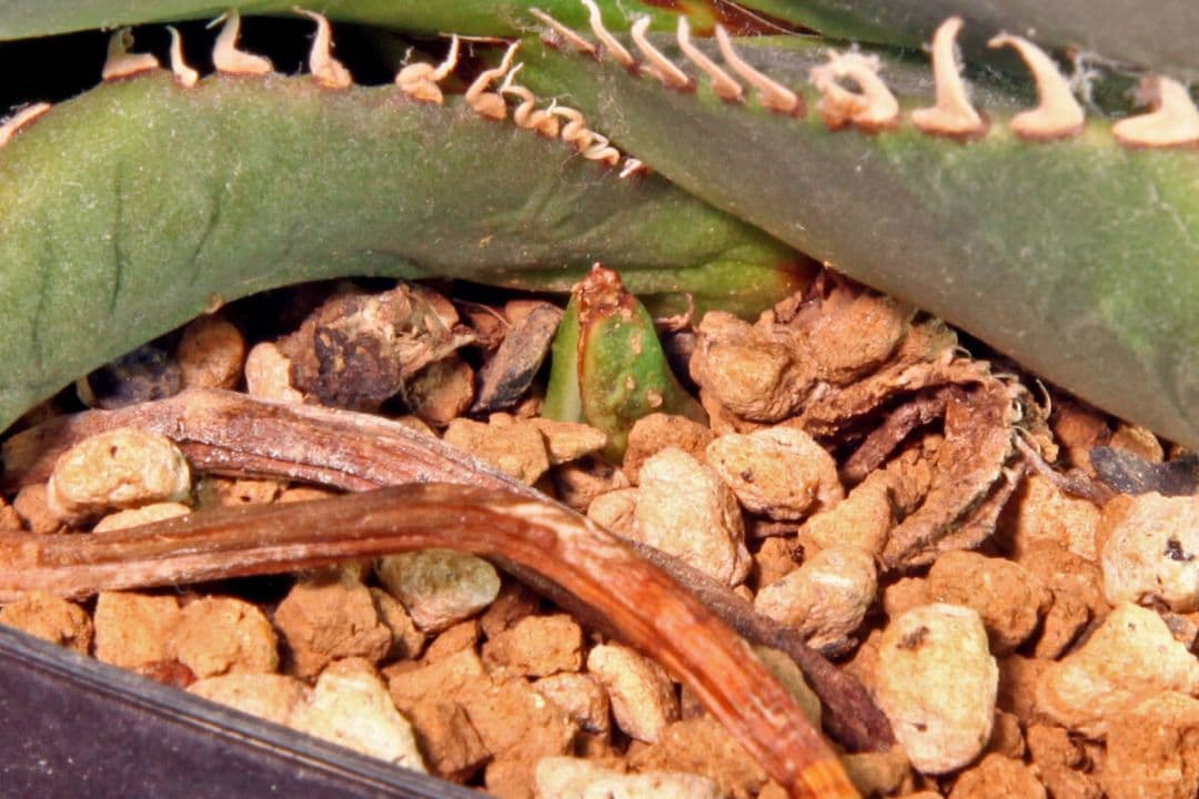 スーパーチタノタ★カクタスグリーン産CACTUS GREEN産★子株付き★アガベ