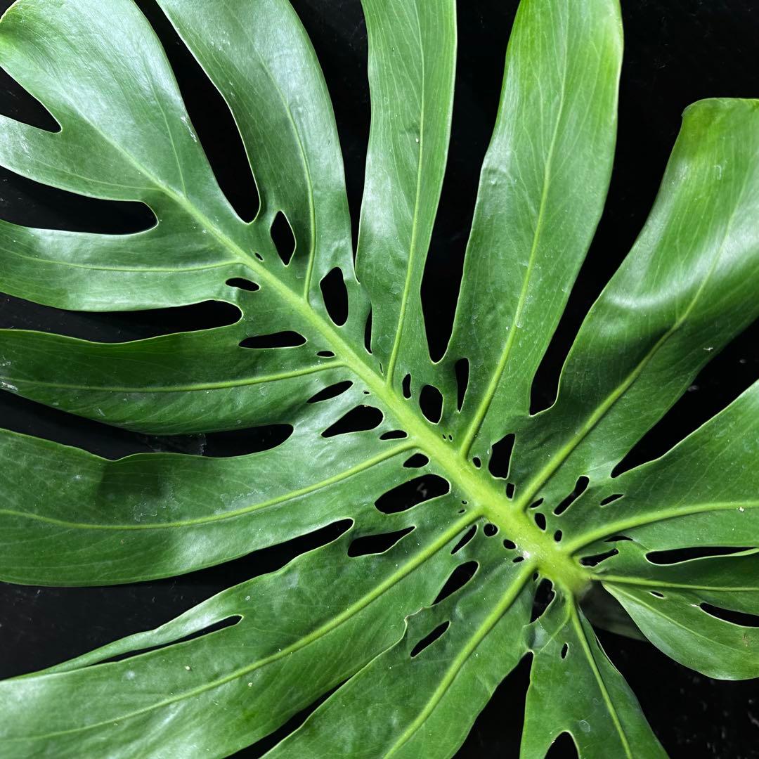 よ*君様 モンステラデリシオーサマクロコズム超希少系統鉢植え79㎝