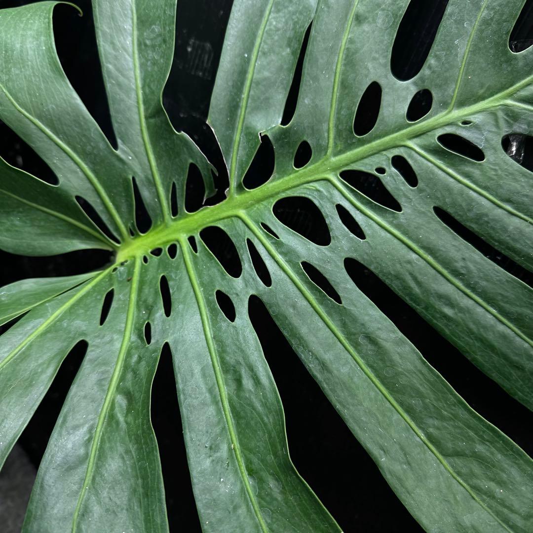 よ*君様 モンステラデリシオーサマクロコズム超希少系統鉢植え79㎝