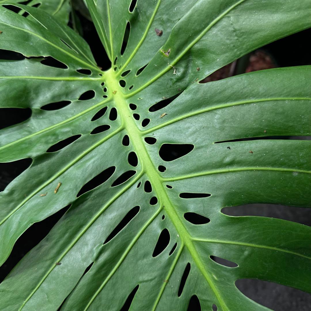 よ*君様 モンステラデリシオーサマクロコズム超希少系統鉢植え79㎝