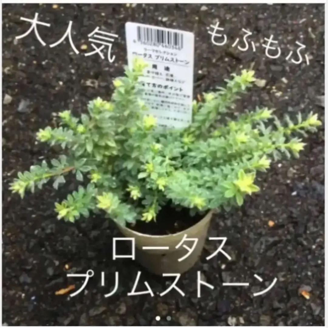 もふもふ⭐️⭐️⭐️ロータス　プリムストーン　抜き苗 ⭐️⭐️⭐️