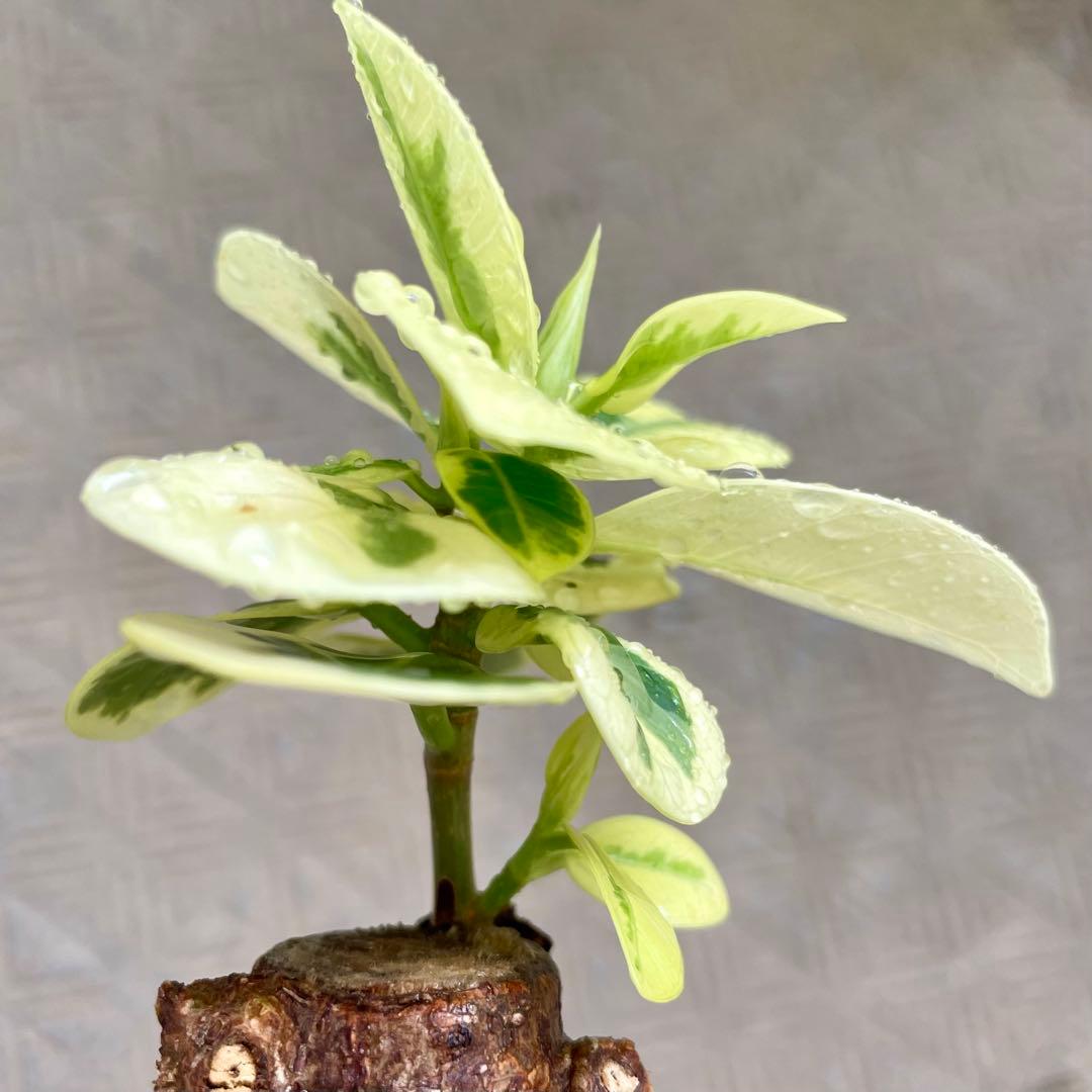 安心の発根済株/接木/鉢込】斑入り パンダガジュマル 白多め 芽吹き5か