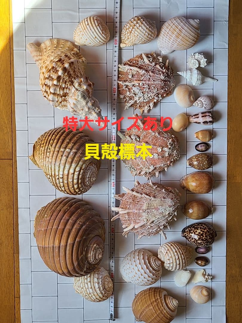 レア!五島列島!特大! 貝殻 貝 標本 コレクション タカラガイ