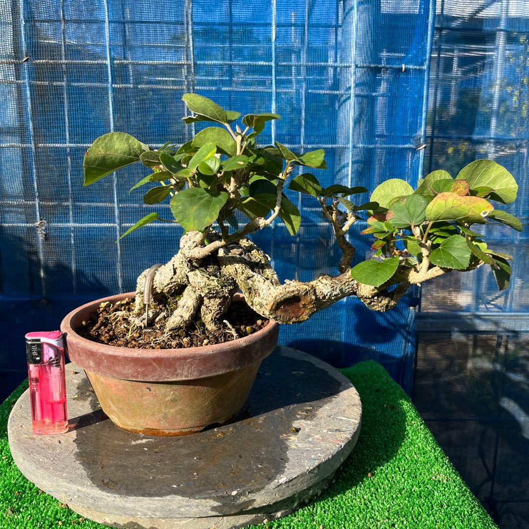 面白い曲がり枝 のゆうな