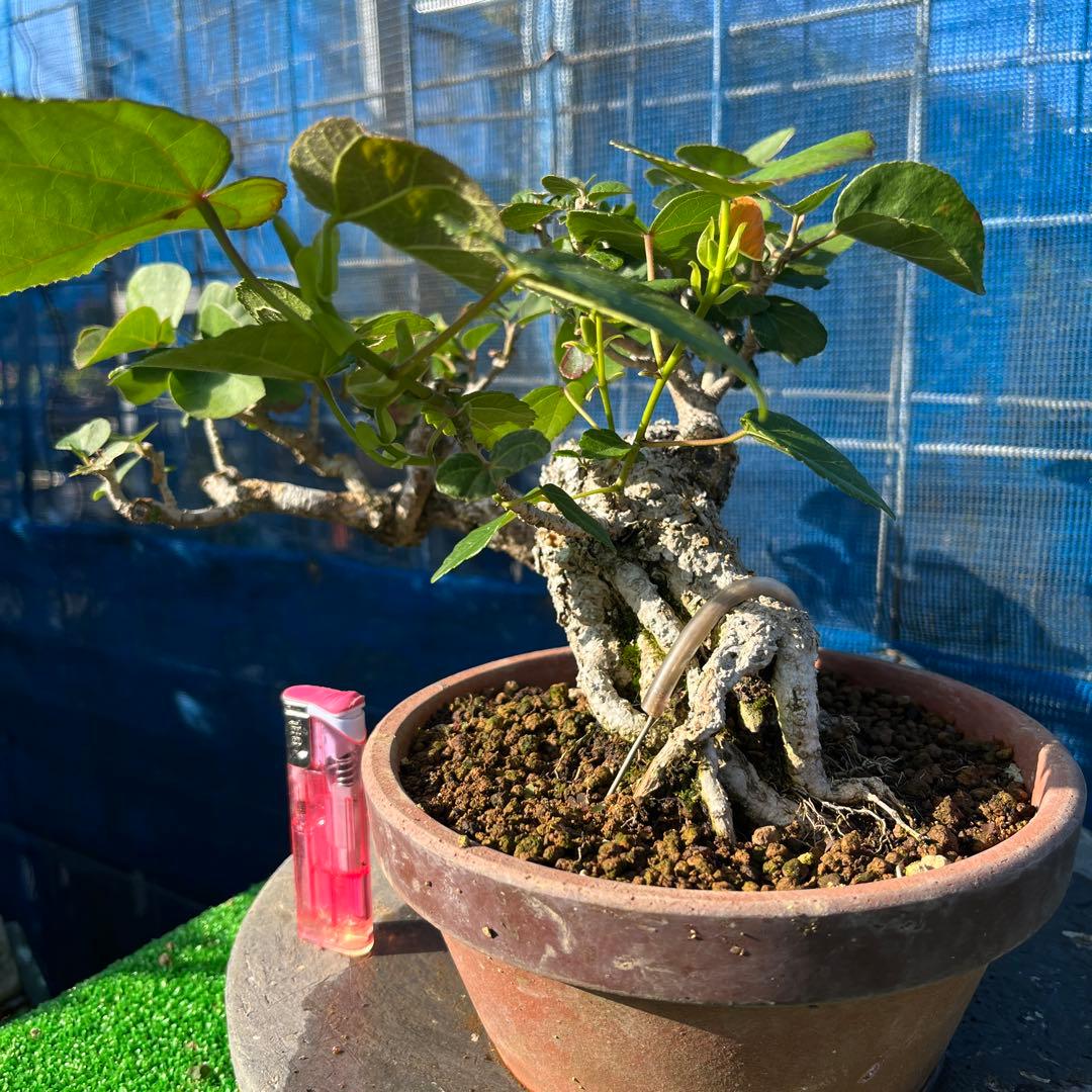 面白い曲がり枝 のゆうな