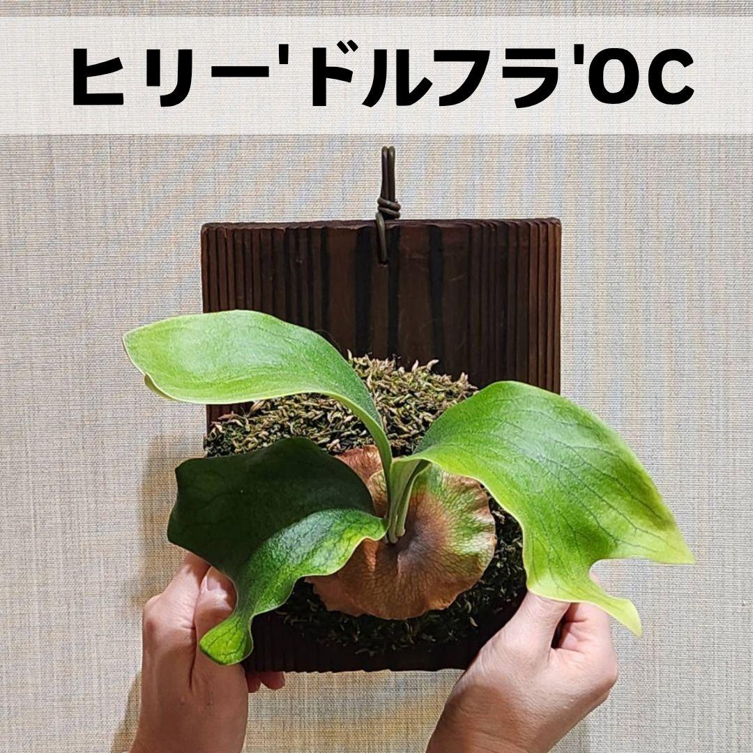 レア種 ビカクシダ ヒリー ドルフラ OC 子株 hillii (風神 フウジン