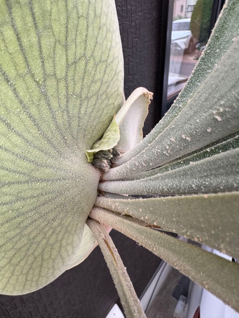 P.Hanabi 現品 ビカクシダ