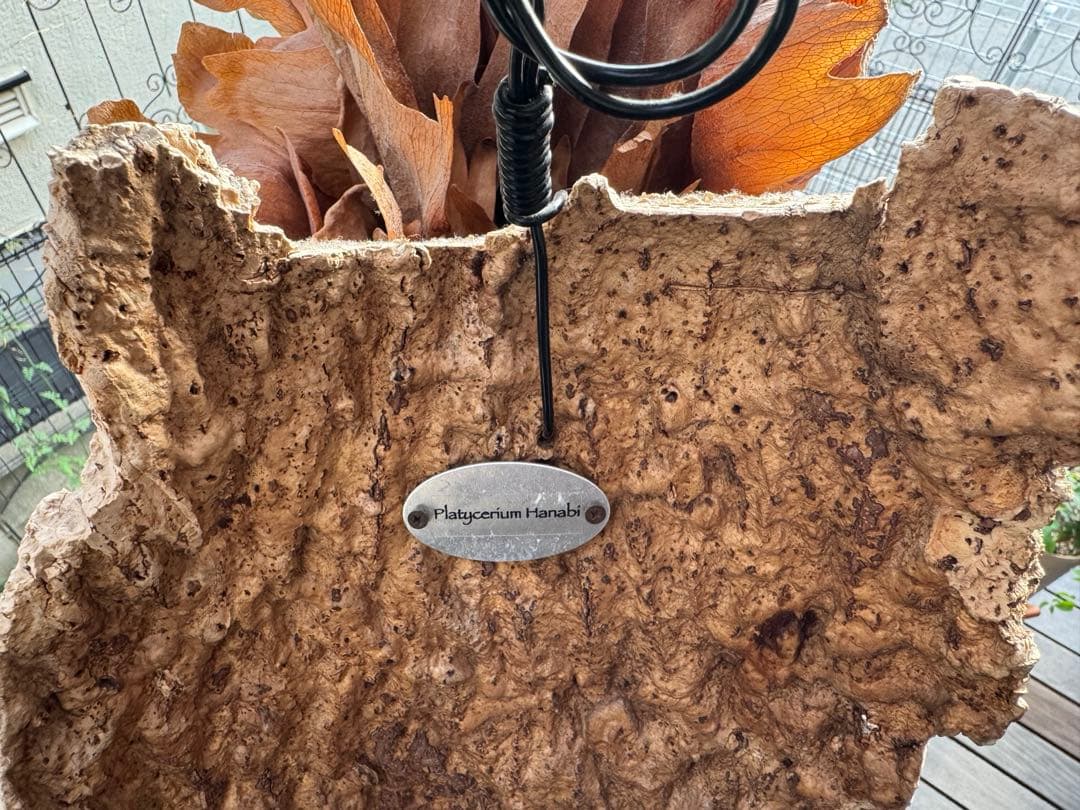 P.Hanabi 現品 ビカクシダ