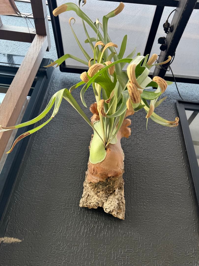 P.Hanabi 現品 ビカクシダ