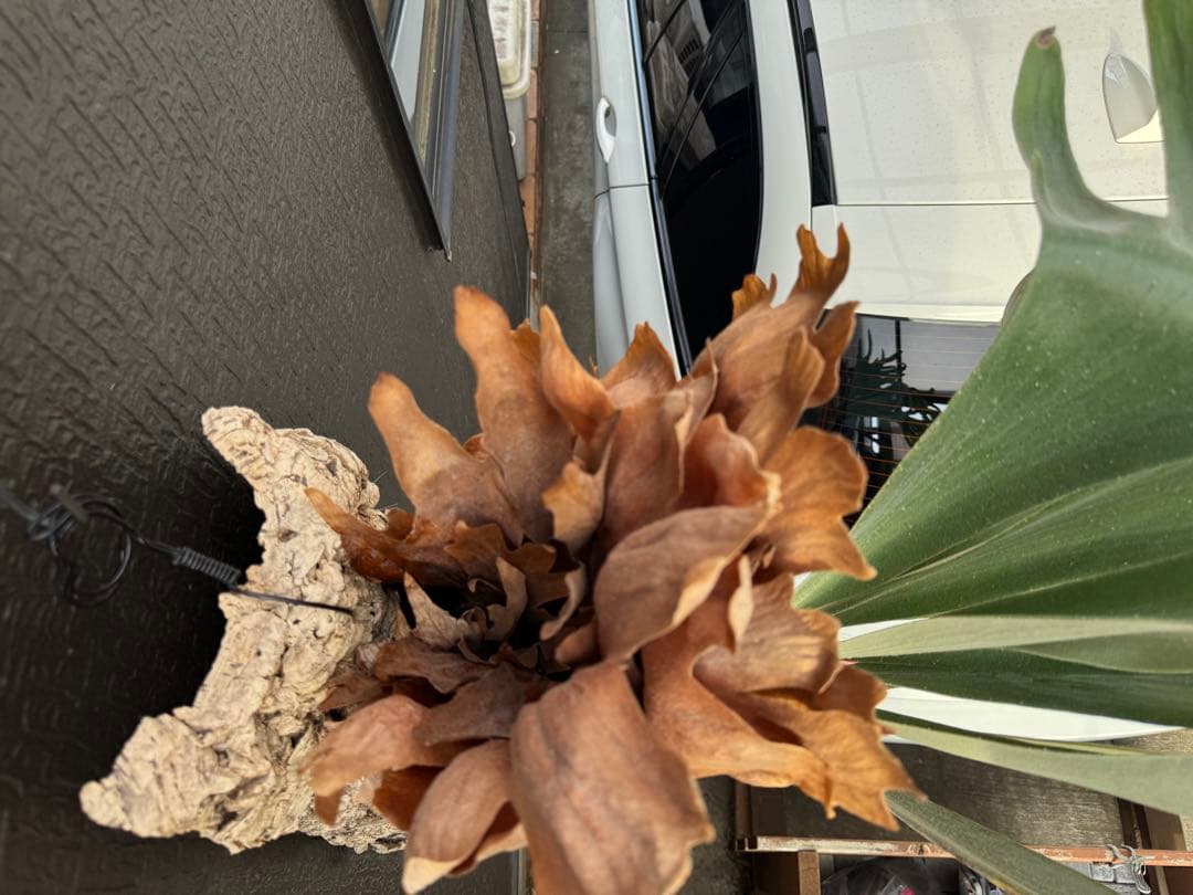 P.Hanabi 現品 ビカクシダ