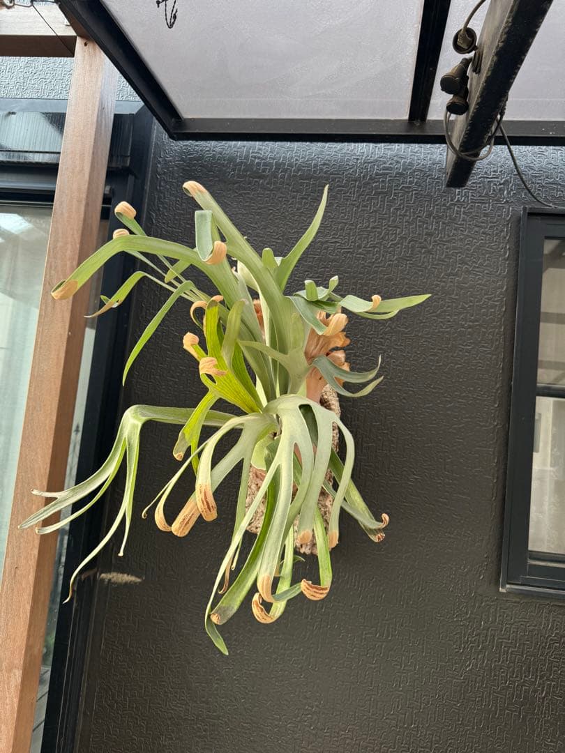 P.Hanabi 現品 ビカクシダ