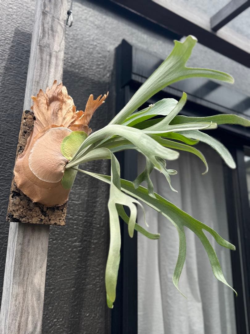 P.Hanabi 現品 ビカクシダ