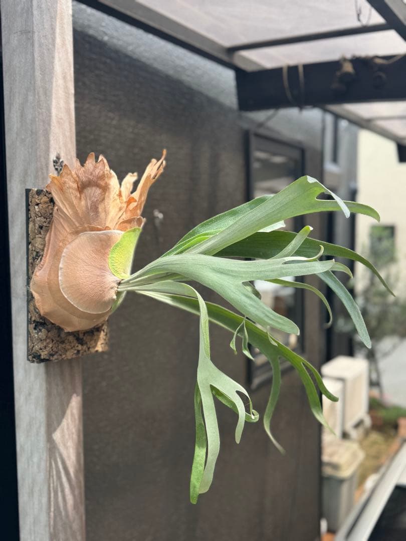 P.Hanabi 現品 ビカクシダ