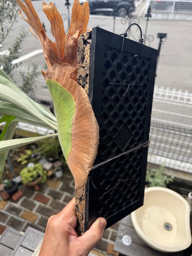 P.Hanabi 現品 ビカクシダ