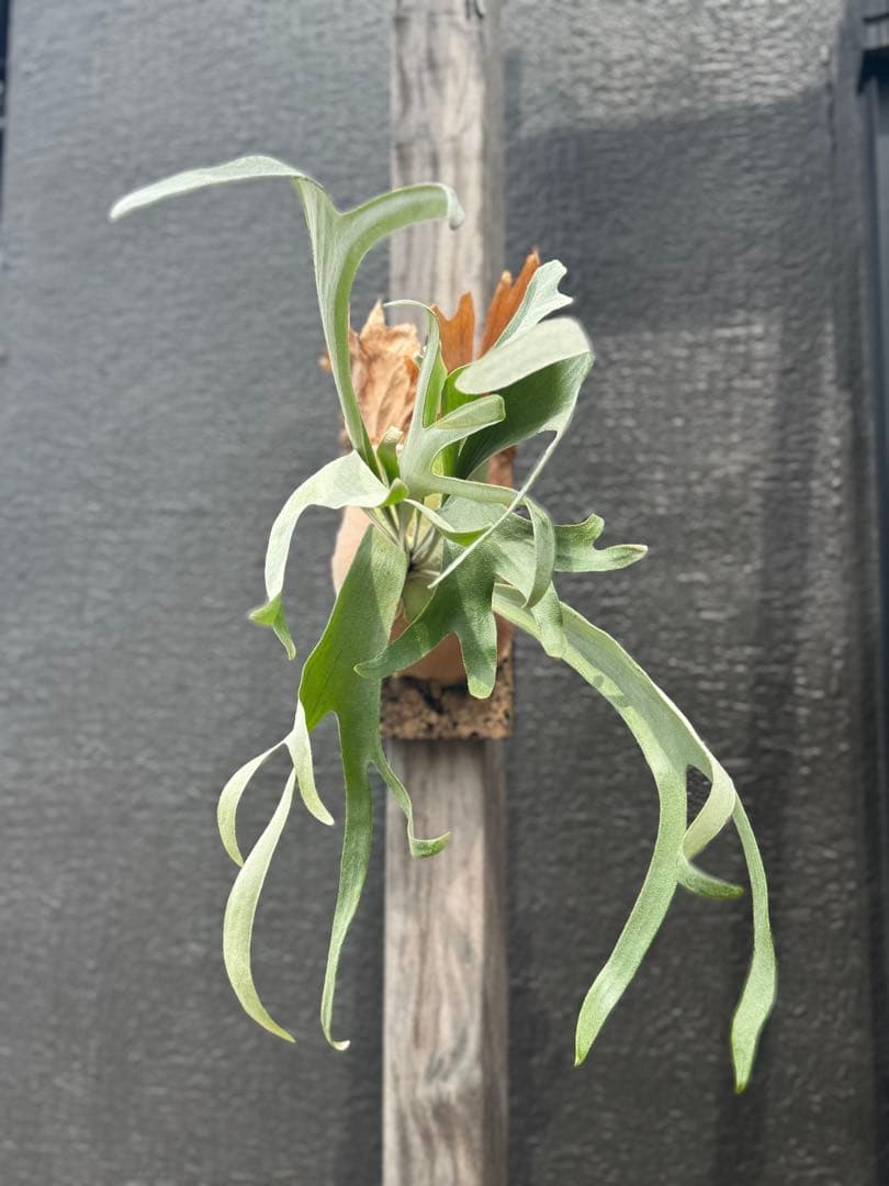 P.Hanabi 現品 ビカクシダ