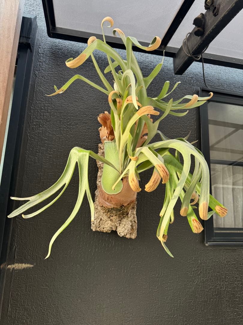 P.Hanabi 現品 ビカクシダ